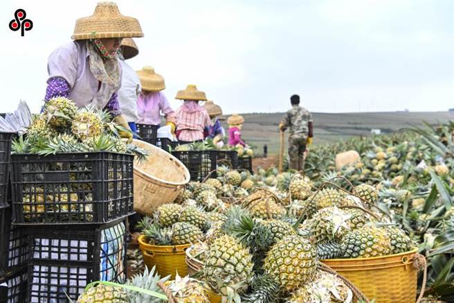 去年3月中国大陆以检出病虫害为由暂停台湾凤梨输入，然而转出口最大宗的日本却不断爆出台湾凤梨内部褐化，品质参差不齐。农委会主委陈吉仲表示，和去年相比黑心凤梨已经少很多，会加强冷链与出口品质要求，确保日本消费者对台湾凤梨的信心。（本报系资料照）