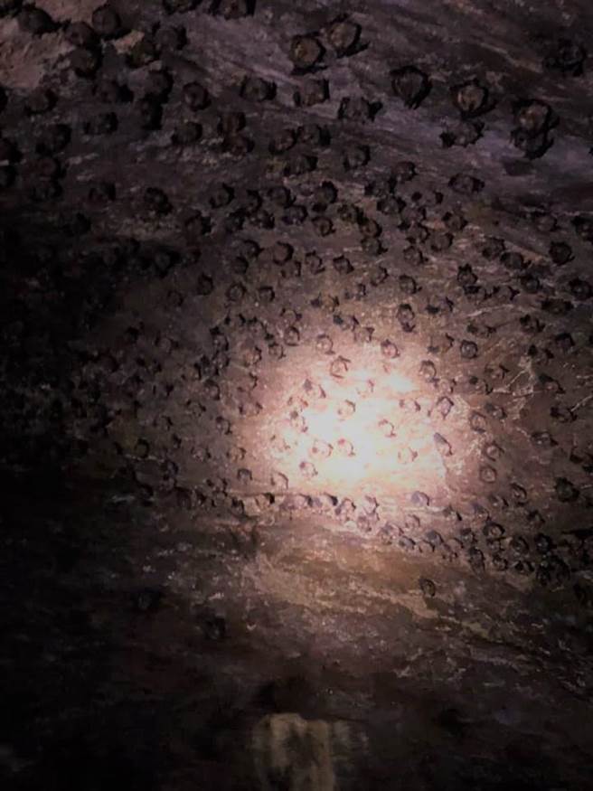 花蓮豐濱的知名景點月洞內神祕幽暗，岩壁上到處可見倒掛在鐘乳石上的蝙蝠群蹤跡，且平均溫度約攝氏20度，冬暖夏涼，適合一年四季前往遊憩。（豐濱鄉公所提供／羅亦晽花蓮傳真）