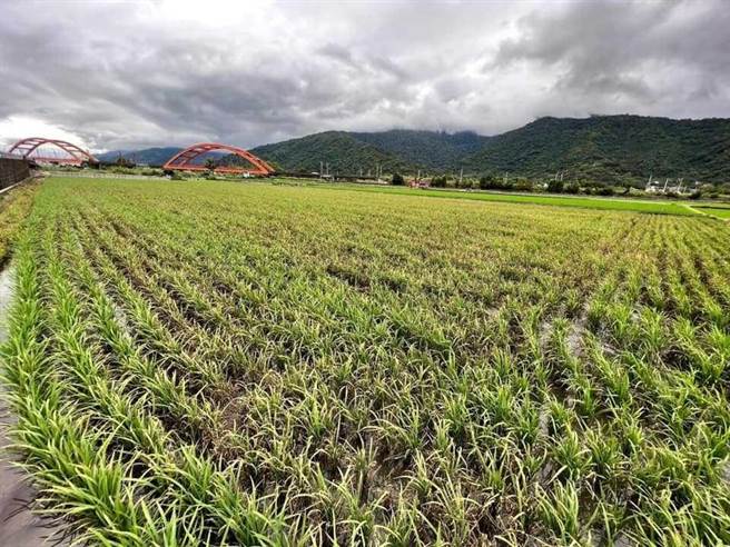 天氣不穩，日夜溫差大，花蓮玉里鎮部分田區稻穗染上稻熱病，玉溪農會提醒農友，梅雨期後應立即施藥防治。（玉里鎮公所提供／王志偉花蓮傳真）