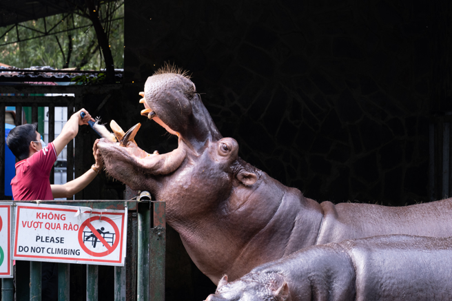 《親愛的安德烈》出版十五年來流傳最廣的一篇，是〈給河馬刷牙〉。(示意圖/shutterstock)