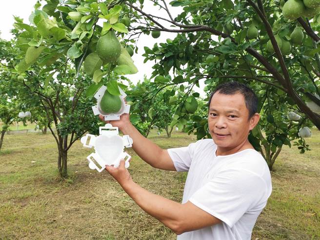为了增加文旦新欉大果出路，台南市麻豆区农友邱君伟以模具把文旦压塑成爱心形状，抢特殊送礼市场。（刘秀芬摄）