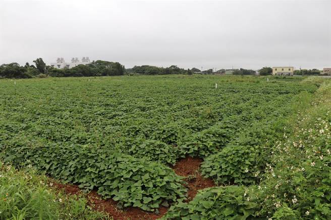 採用自然農法的地瓜田內，種植有8個品種的地瓜，包括台農、金時與紫玉等。（蔡明亘攝）