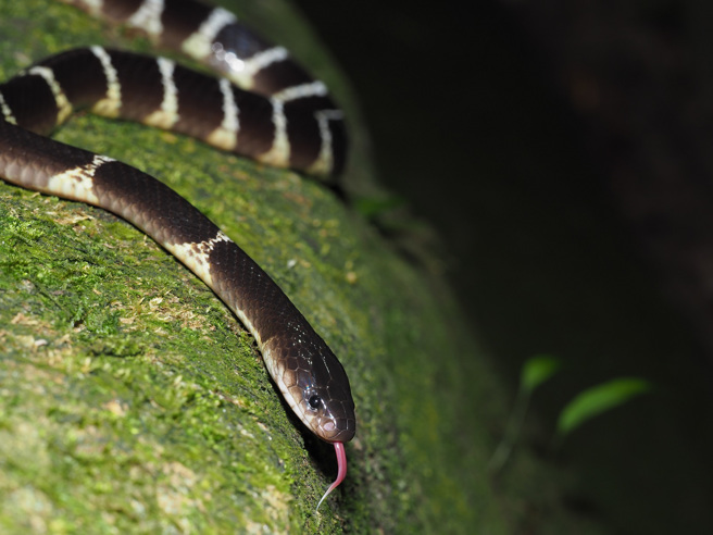 大陸一名男子睡覺時感覺腳踝處一陣冰涼，張開眼一看才發現竟是雨傘節。(示意圖/達志影像)