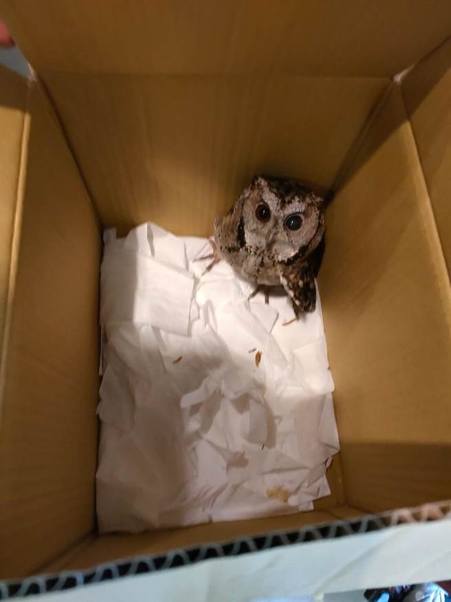 三峡桃子脚国小6名学童及1名柑园国小学童发现受伤领角鸮，通报新北市动保处前往救援。动保处特别颁发奖状，鼓励这些尊重生命、爱护动物善行的动保小英雄。（新北市动保处提供）