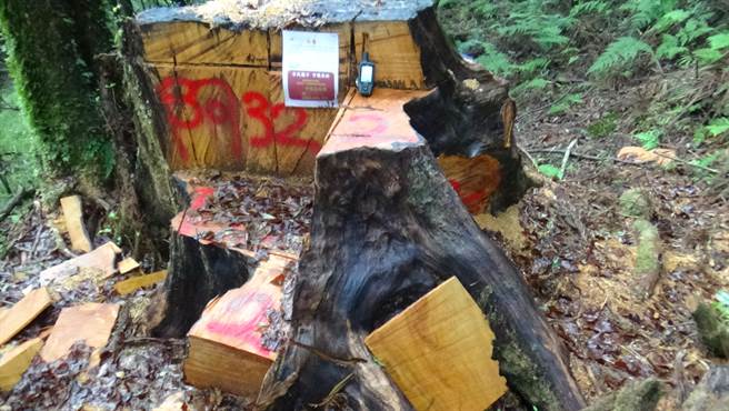 眠月线林木盗伐现场。（保七总队第七大队提供／张亦惠嘉县传真）