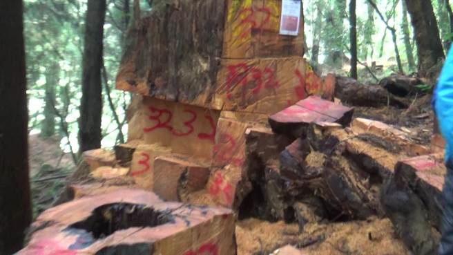 眠月线林木盗伐现场。（保七总队第七大队提供／张亦惠嘉县传真）