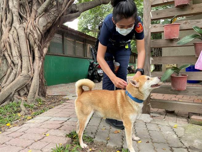 熱情柴 愛交朋友不回家大方吃飽喝足警助返家 社會 中時