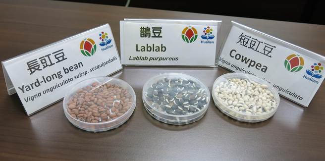 来自花莲寿丰、吉安乡的两个原住民部落的鹊豆、长豇豆和短豇豆种子将送至末日地窖保存。（亚蔬提供／刘秀芬台南传真）