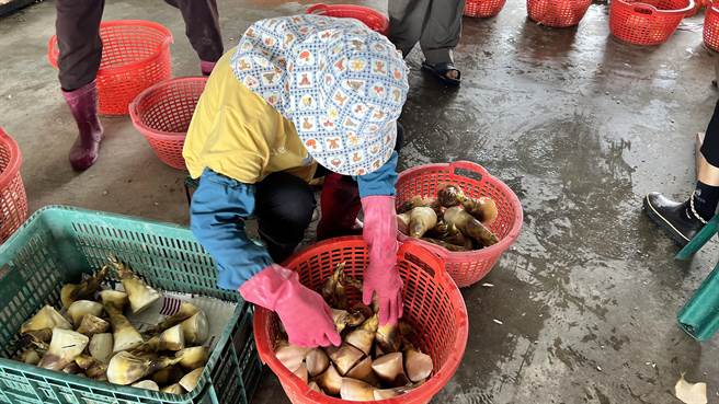 台南市白河区农会蔬菜产销班的老师傅，仔细地将绿竹笋选别、分级。（张毓翎摄）