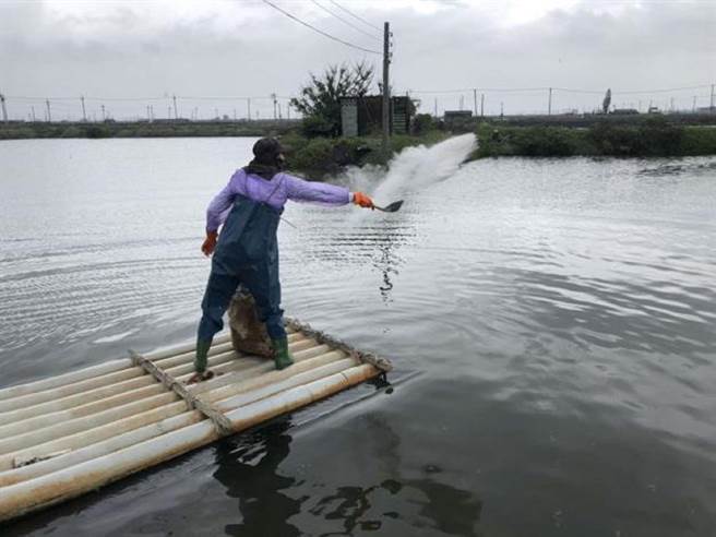 连日降雨水产养殖病变多，云林县政府动植物防疫所协助养殖管理。（云林县政府提供／张朝欣云林传真）