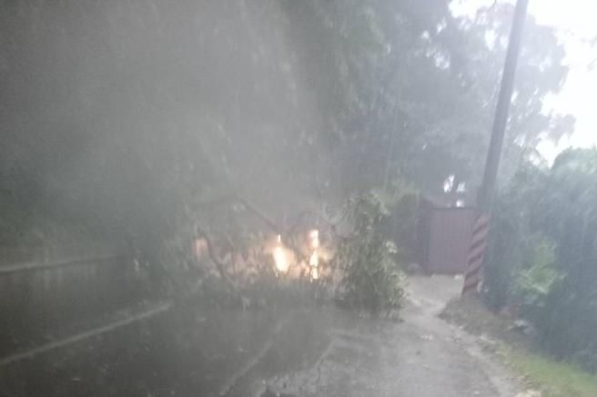 傾盆大雨 斷樹擋住三峽往大溪道路。(圖/愛傳媒提供)
