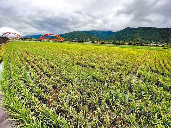 最近天气不稳，日夜温差大，花莲县玉里镇部分田区稻穗染上稻热病，玉溪农会提醒农友梅雨期后应立即施药防治。（玉里镇公所提供／王志伟花莲传真）