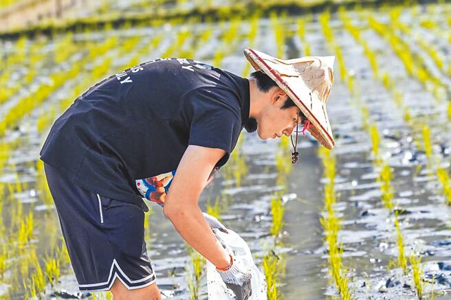 身高189公分的王品澔在《全明星觀察中2》彎腰撿福壽螺。（摘自IG）