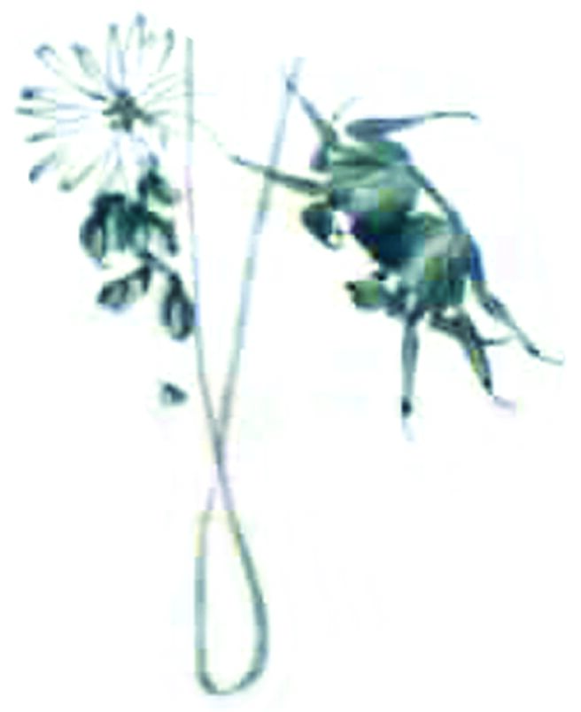 周定山的「墨蟹」。（本报资料照片）