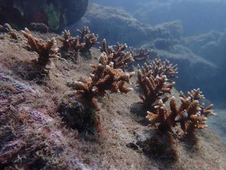 小琉球珊瑚生態衰退  苗圃復育盼恢復生機
