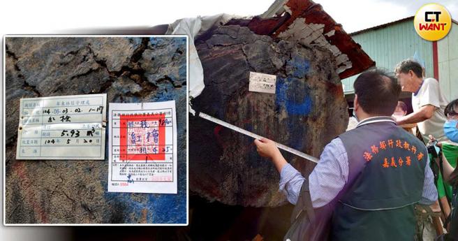 林长辉因欠税千余万元，木材厂内3根珍贵红桧木遭执行署当场查封，将面临法拍抵缴的命运。(图／执行署嘉义分署提供)