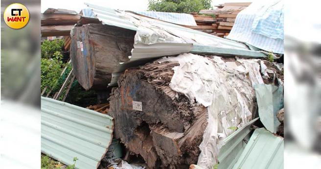 林长辉6年多前购得3根珍贵红桧漂流木，将要被法拍的消息曝光后，全台各地设计师、庙宇、棺木店等业者纷纷来电询问，让他莞尔自己现在是与「时间赛跑」。(图／张进安摄)