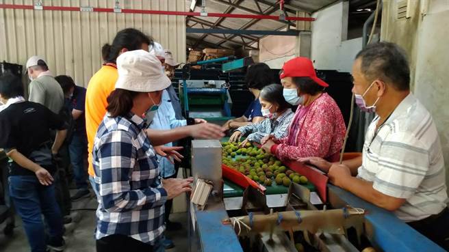 劳工局媒合银髮特攻队助大树区农场採收玉荷苞。（高市劳工局提供／高雄洪靖宜传真）