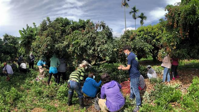 劳工局媒合银髮特攻队助大树区农场採收玉荷苞。（高市劳工局提供／高雄洪靖宜传真）