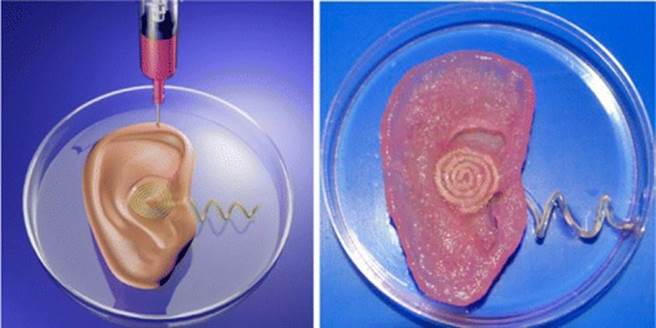 「可挠曲3D列印电子元件」可量身打造拟真电子耳，帮助无耳、失聪的患者復原外型。（国立中山大学提供／袁庭尧高雄传真）