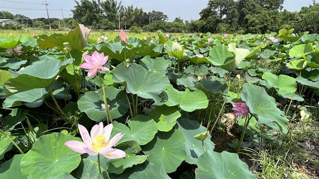 白河区长董丽华说，今年白河莲花种植面积为230公顷，目前已花开5成。（张毓翎摄）
