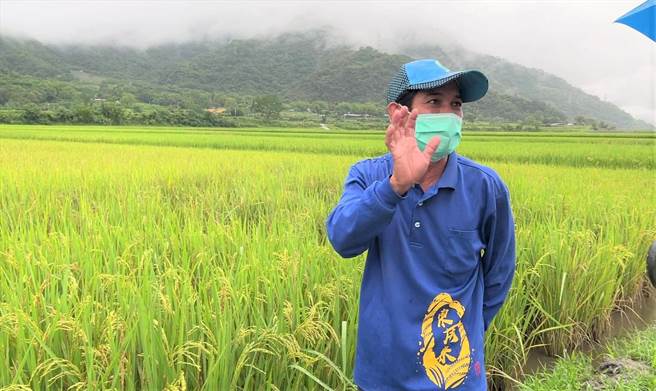 農民周敏勝說，這片田等於是稻草而已了。（蔡旻妤攝）