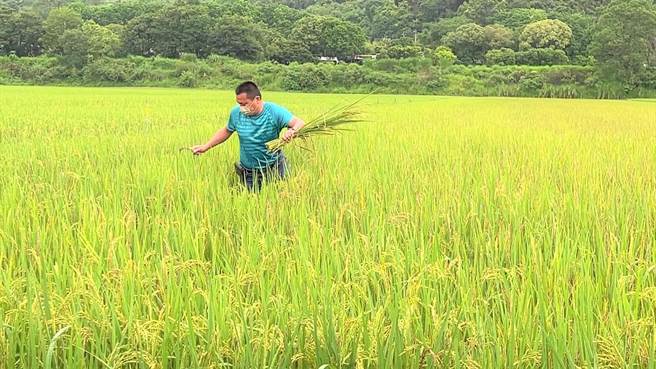 台東縣關山鎮水稻半數有空包彈情形。 （蔡旻妤攝）