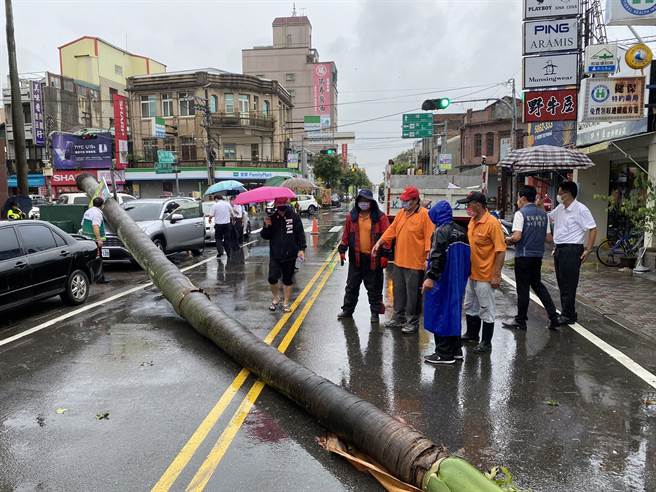 矗立西螺至少60年的地标之一、延平老街上第一银行西螺分行的老椰子树被风刮倒。（周丽兰摄）