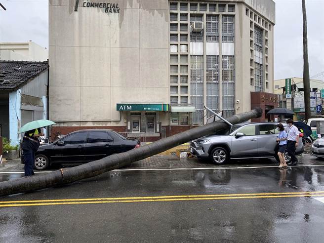 老大王椰子树突然倒下，所幸压在变电箱上，再压到一辆停在路旁的车。（周丽兰摄）