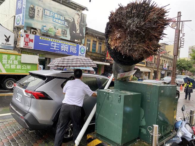 大王椰子的树根看起来有点浅。（周丽兰摄）