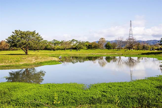 竹东河滨公园中间这座生态池有水，镇公所已栽种360株荷花做復育。（罗浚滨摄）