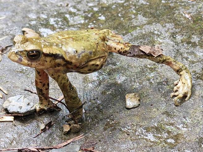 武陵農場的盤古蟾蜍不知道是正在施展金庸小說西毒歐陽鋒面蛤蟆神功起手式，還是功夫電影裡火雲邪神的獨門招式？（胡發韜提供）