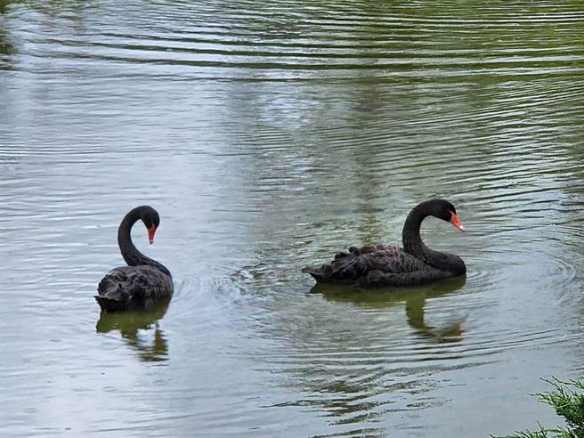 天鵝湖的天鵝卻悠遊自在，彷彿置身於人間世外桃源仙境。（胡發韜提供）