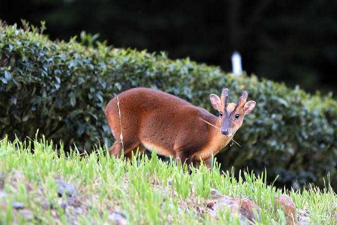 野生山羌后面绿油油的植物，即是武陵农场着名的武陵长青茶园。（胡发韬提供）