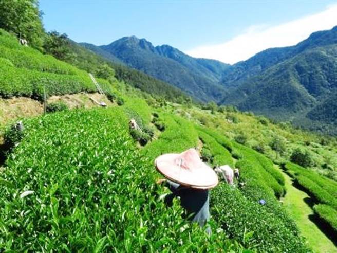 武陵长青茶以最传统、费工的手工採摘做起。天尚未明，採茶姑娘们就已到茶园就定位。（胡发韬提供）