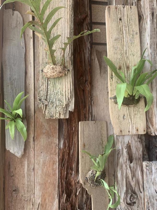 阿里山区野生蕨类种类多，近年来嘉义地区流行种植蕨类当家中摆饰，绿化空间。（图/ 中央社）