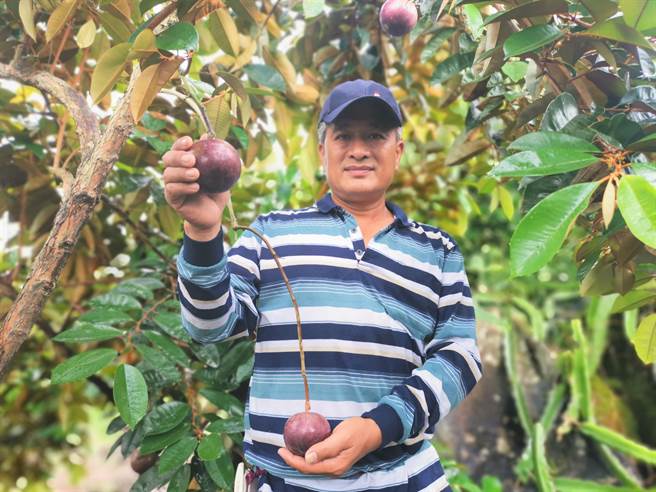 台南市南化区果农王青山种牛奶果已有11年经验，今年来讨教经验的农友变多了。（刘秀芬摄）