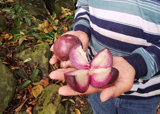 台南南化农友王青山说，牛奶果又称星苹果，从越南引进，可以切开用汤匙挖着吃。（刘秀芬摄）