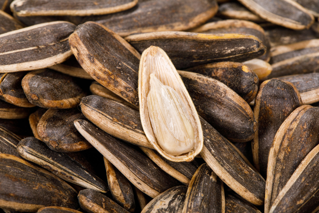 長輩家中聚餐偷吃瓜子不承認，他說出真相是給老鼠吃的，群組刷一整排驚訝表情貼圖。（示意圖/shutterstock）