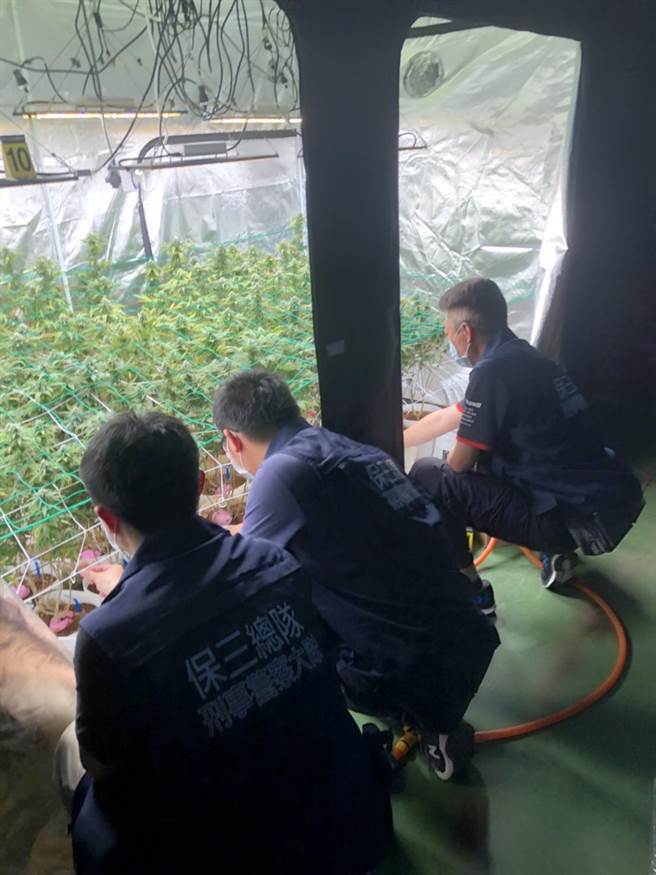 保三總隊第一大隊4月中旬，循線在彰化田尾鄉破獲大麻栽種場，取出大麻植株178株等。（民眾提供）