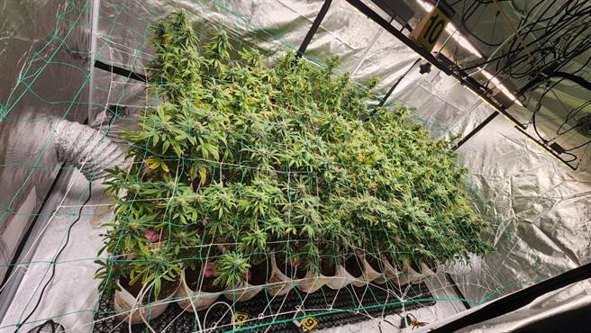 保三總隊第一大隊4月中旬，循線在彰化田尾鄉破獲大麻栽種場，取出大麻植株178株等。（民眾提供）