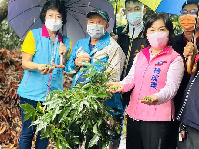 荔枝園大量落果來不及長大，農民看著大雨滂沱直直落，眼眶亦泛滿淚水。（陳世宗攝）