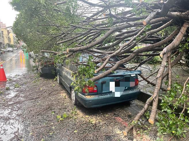 東區進德國小外，27日午被發現有校樹倒塌，直接倒向進化路與富仁街口上。（羅廷瑋服務處提供／張妍溱台中傳真）