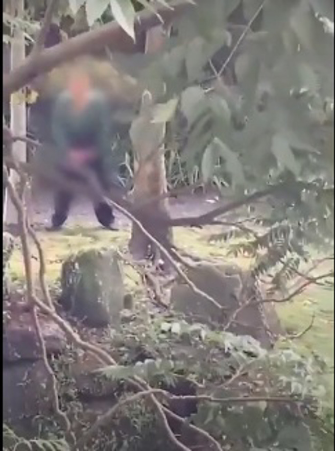 1名70多岁的蔡姓老翁，日前走至文山区清溪公园，在里面公然露鸟，且有女性经过时，还会刻意做出打手枪动作，吓坏不少往来民眾，警方获报后循线追查，日前依妨害风化罪将他法办。(图撷取自影片)