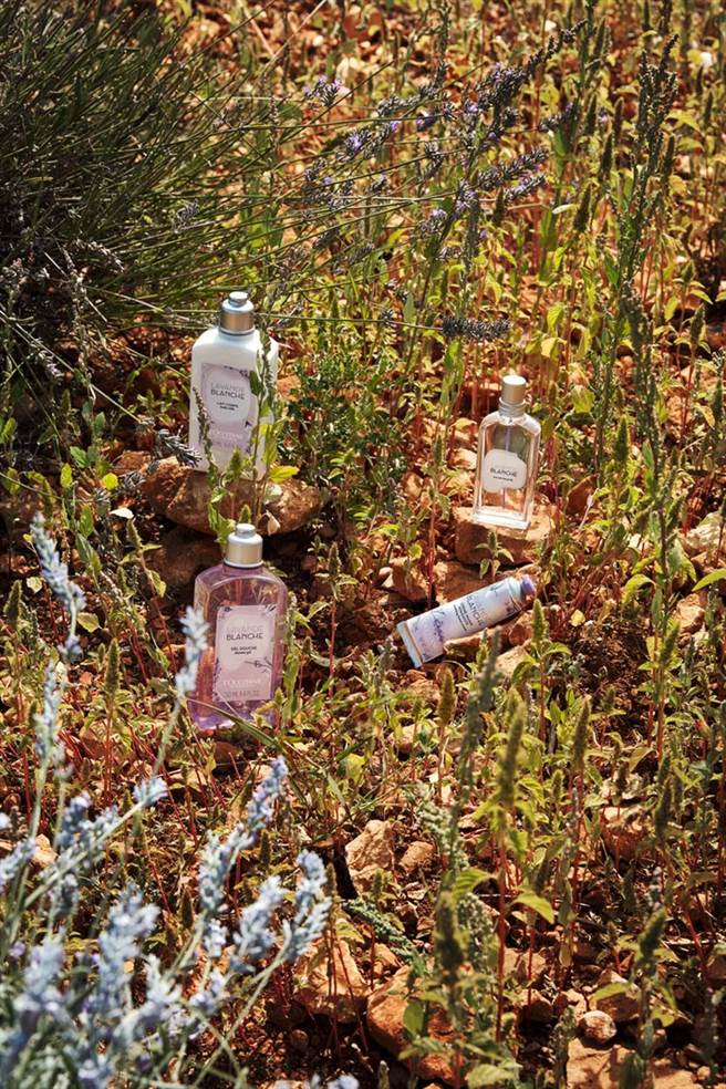 歐舒丹白色薰衣草香氛限量系列情境圖。（歐舒丹提供）