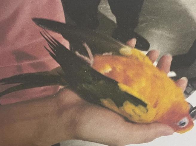 54岁陈姓男子与67岁郑姓女友同居，认为女方饲养的金太阳鹦鹉破坏两人感情，迁怒鹦鹉在自家住处徒手殴打鹦鹉致死，台湾桥头地方法院依违反动物保护法、毁损等罪判处拘役40天，併科新台币20万元罚金。（图/ 中央社）