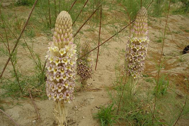 专家解密管花肉苁蓉植物应用。（墨刻文化提供）