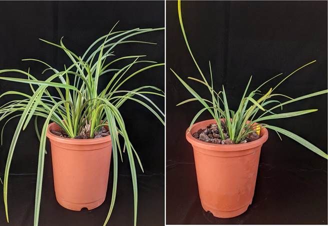 不同春兰品种幼年期，叶子外观型态差异不大，增加辨别难度且耗时。（高雄区农改场提供／林和生屏东传真）