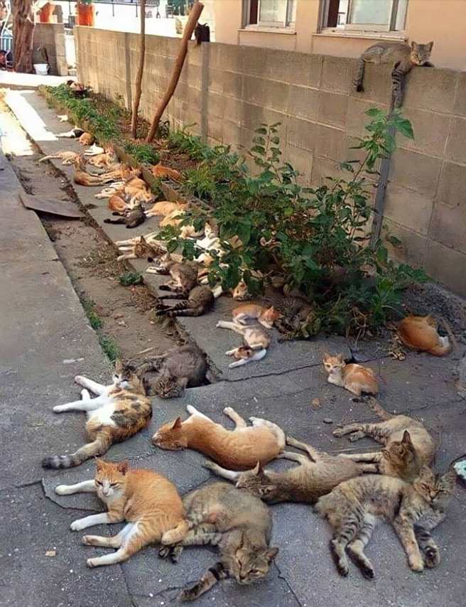 1名网友在自家「户外庭院」种了几束猫薄荷，原本是想用来驱赶蚊虫，没想到却引来整群猫躺在庭院，各式花色的猫全慵懒地躺在地上吸猫草。（翻摄自脸书「爆废公社」）
