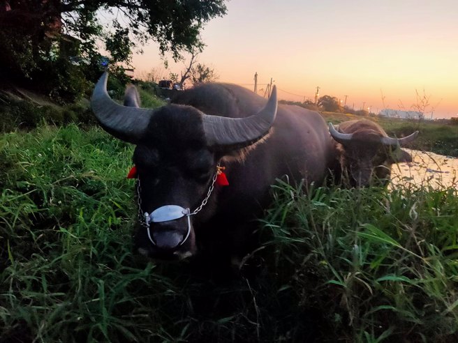新竹网友PO文求救，表示有两头水牛快被暴涨溪水冲走，不少当地人看到后揭真相笑翻全场。(图／新竹大小事)